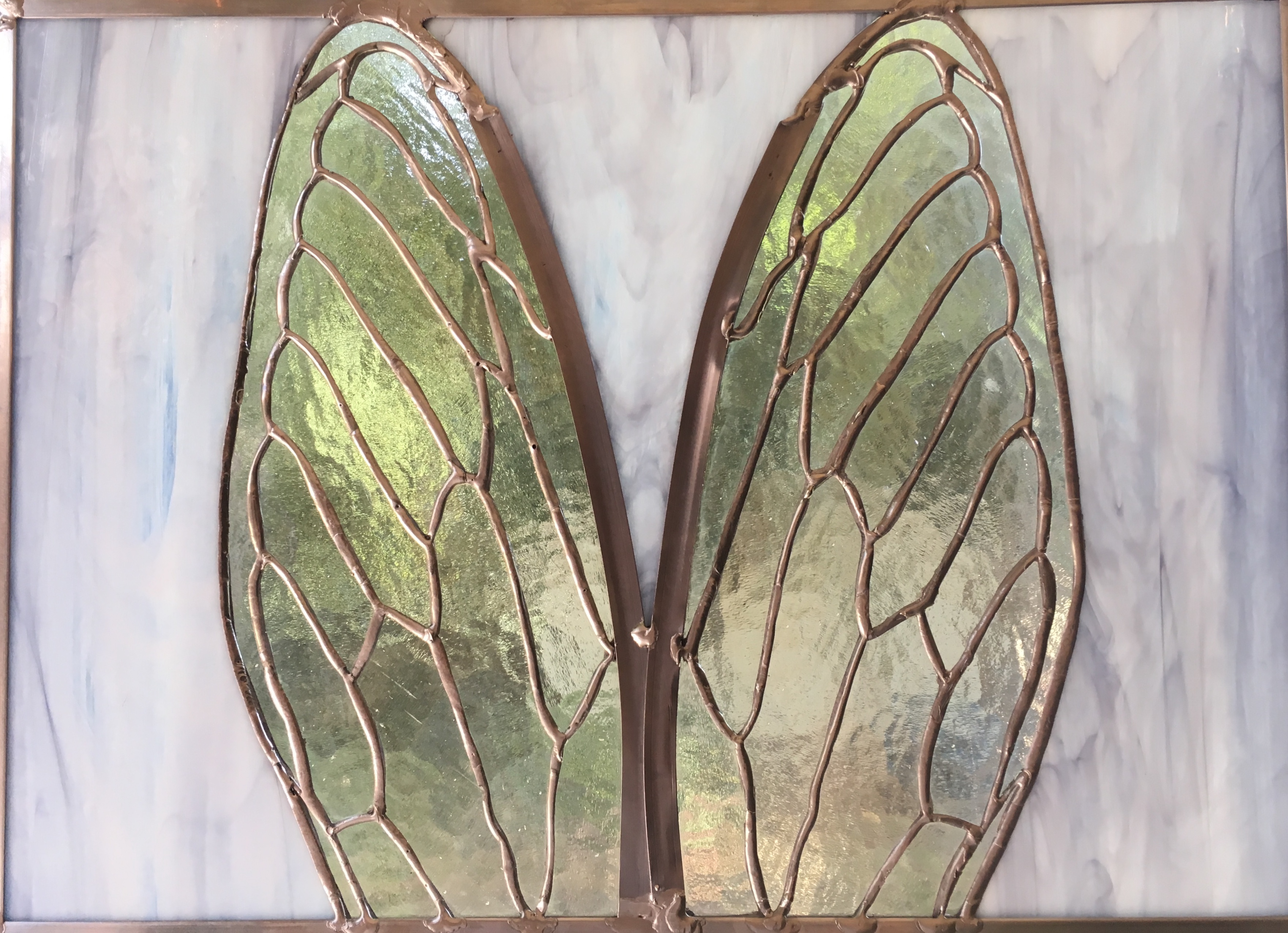 Cicada wings with leading edges joined.
